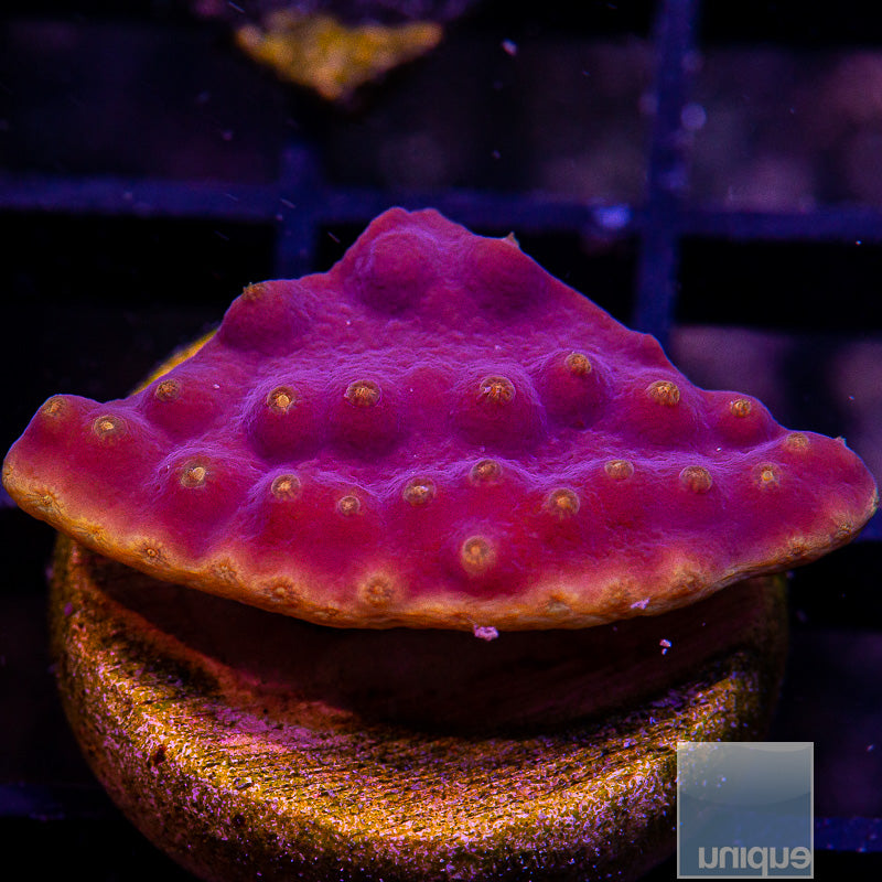 UC Lakers Scroll-WYSIWYG