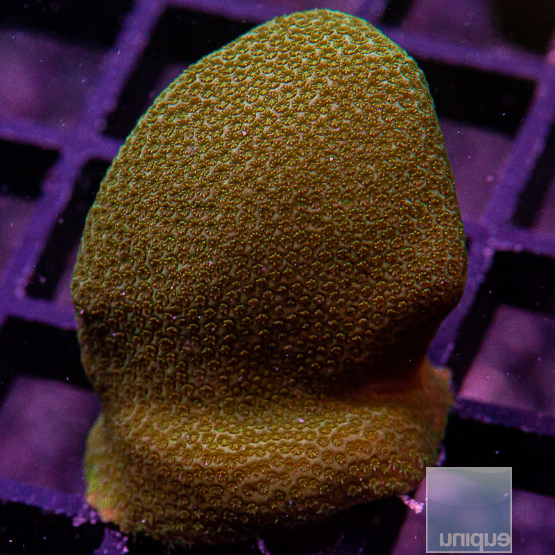 Oddball Coral-WYSIWYG