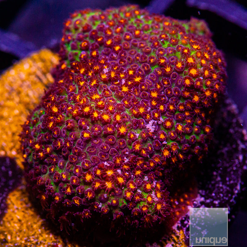 Orange Stylo-WYSIWYG