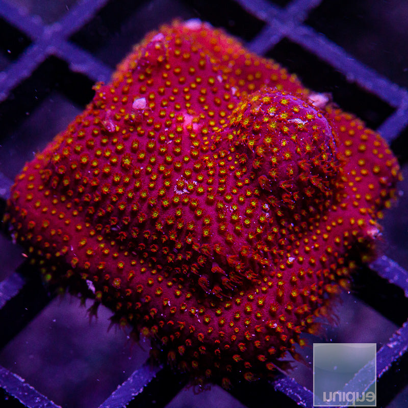 Stylocoeniella-WYSIWYG