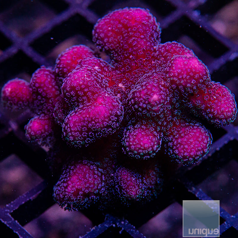 Purple Pocillopora-WYSIWYG