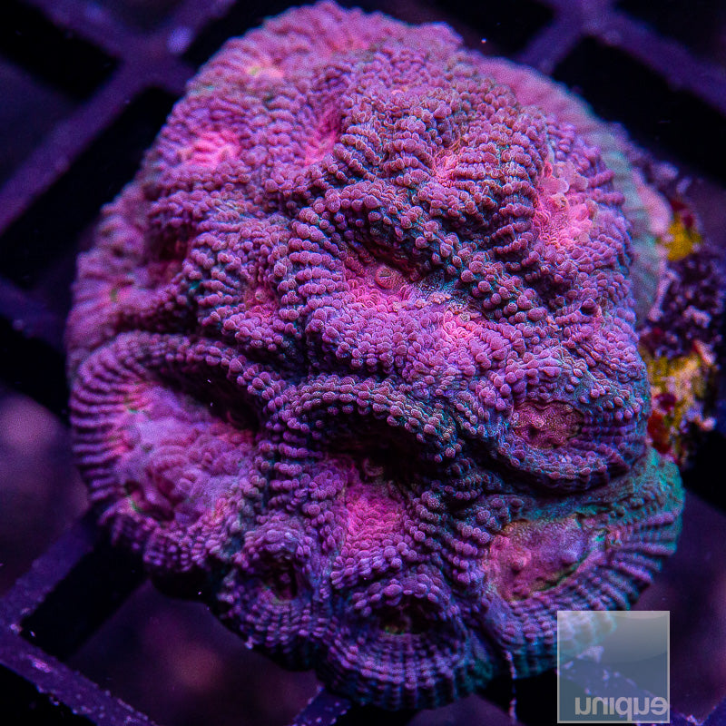 UC Baby's Breath Favia