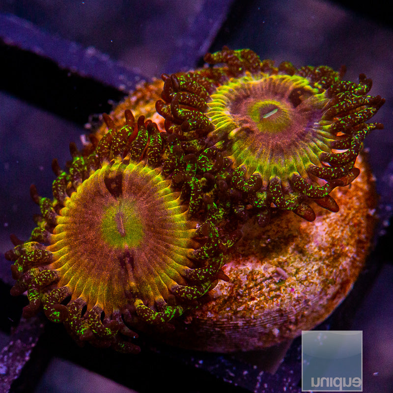 CK Kamikaze Kush/WWC Hungry Eyes Zoanthid-WYSIWYG