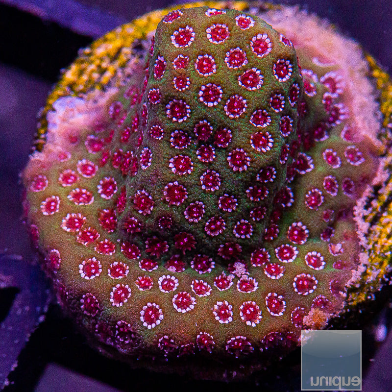 WWC Outbreak Porites-WYSIWYG