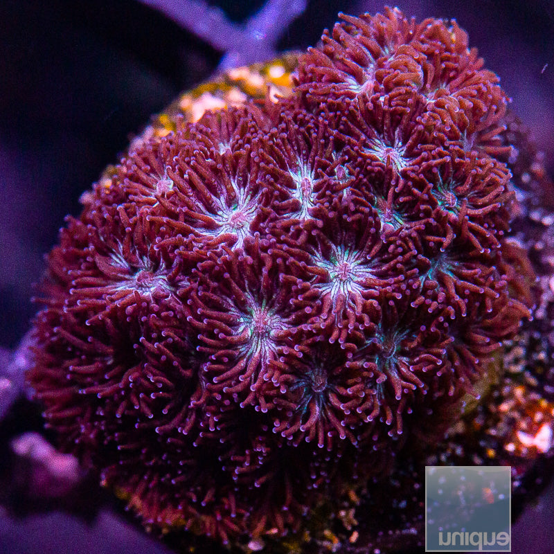 Witches Brew Leptastrea-WYSIWYG