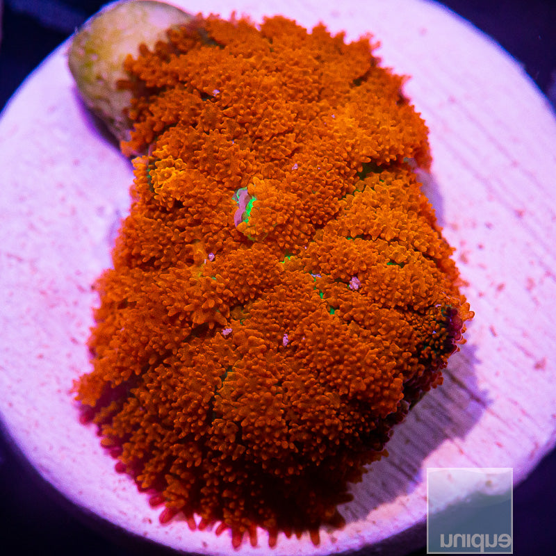 Forest Fire Rhodactis-WYSIWYG