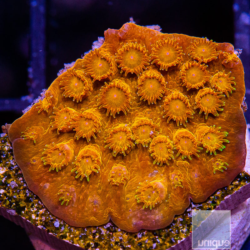 Orange Cyphastrea-WYSIWYG