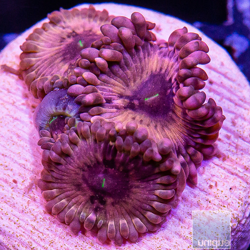 Pink Zoanthid-WYSIWYG