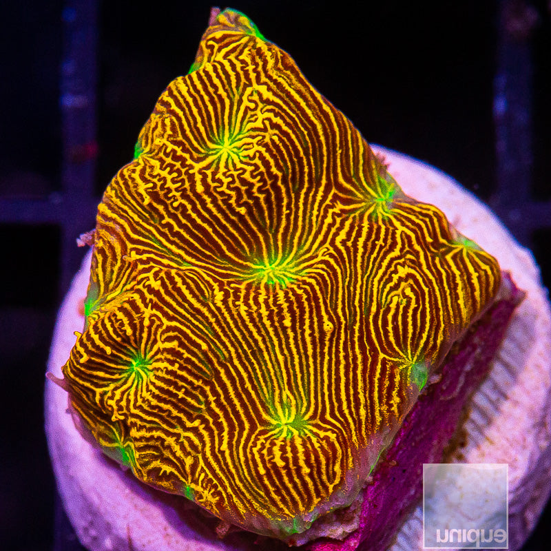 Jack O Lantern Leptoseris-WYSIWYG