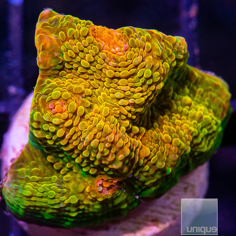 Mummy Eye Chalice-WYSIWYG