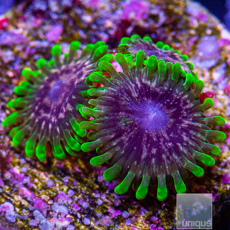 Atmosphere Zoanthid-WYSIWYG