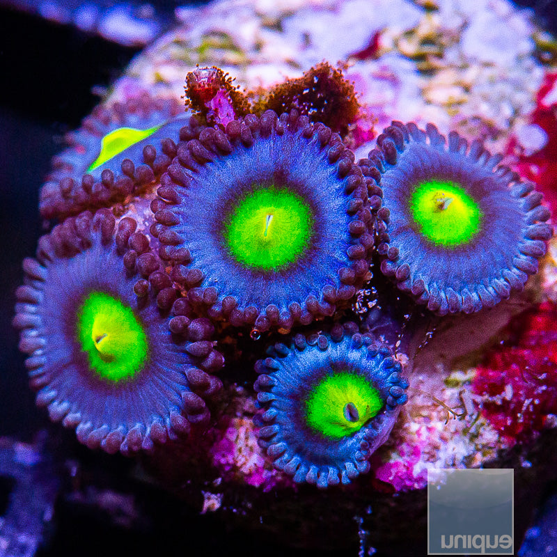 WWC AOI Zoanthid-WYSIWYG