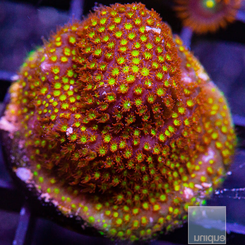 JF Burning Banana Stylo-WYSIWYG