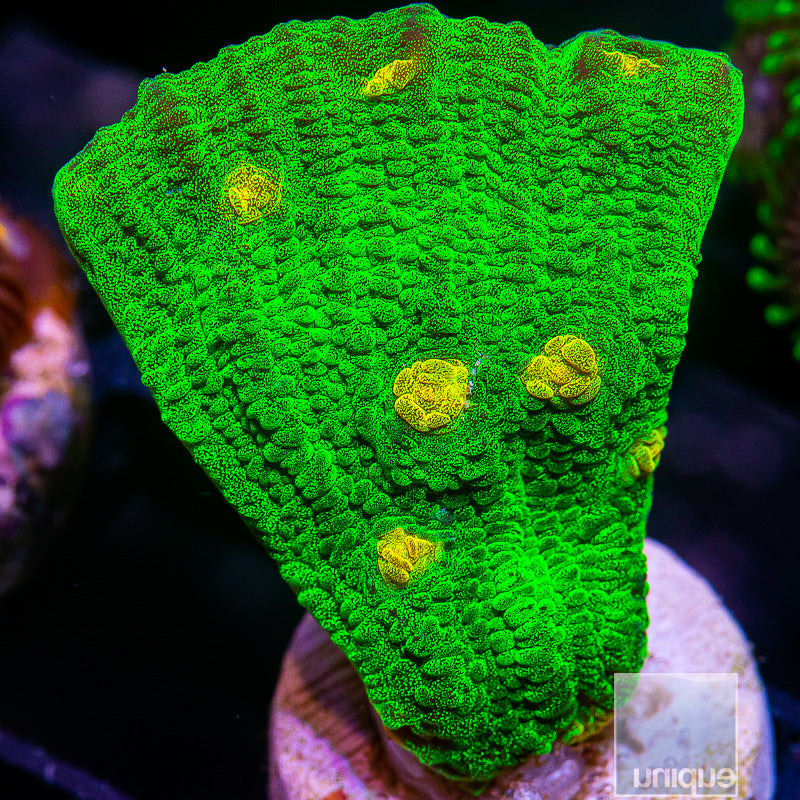 Space Invader Mycedium-WYSIWYG