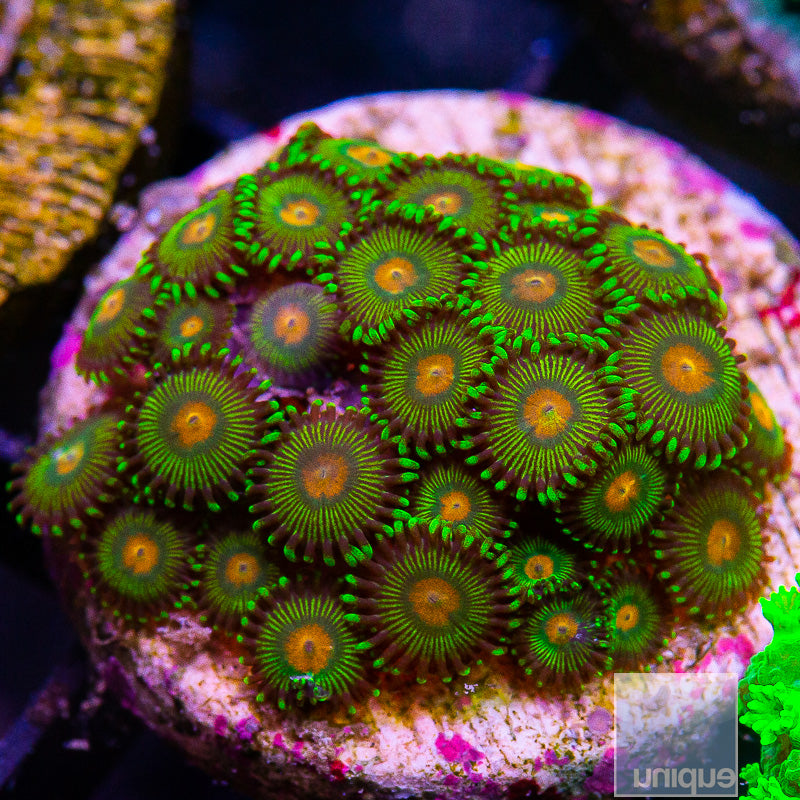 UC Turtle Beach Zoanthid Colony