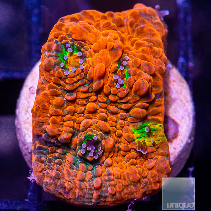 Vivid Rainbow Echinophyllia-WYSIWYG