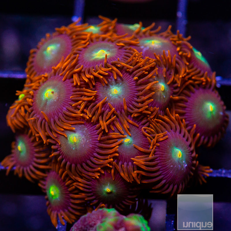 Red Skirt Zoanthid Colony-WYSIWYG