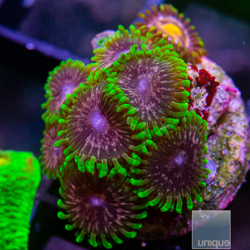 Atmosphere Zoanthid-WYSIWYG