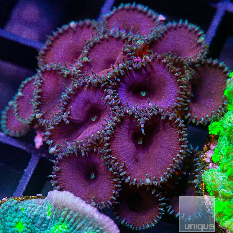 Purple Death Palythoa Colony-WYSIWYG