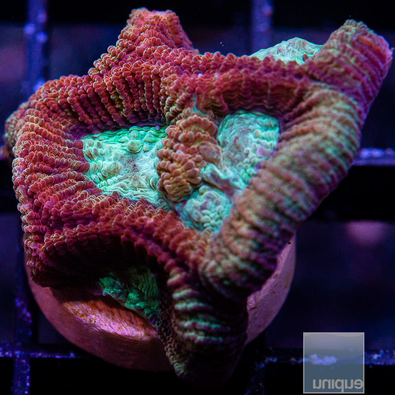 UC Circus Favia-WYSIWYG