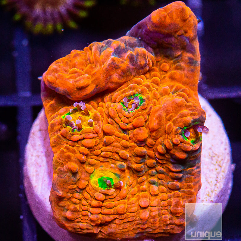 Vivid Rainbow Echinophyllia-WYSIWYG