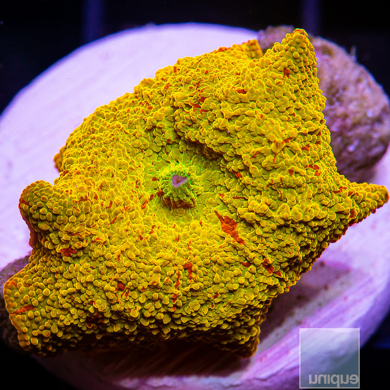 UC Burnt Orange OG Jawbreaker-WYSIWYG