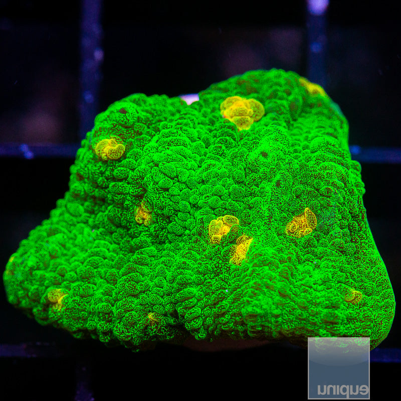 Space Invader Mycedium-WYSIWYG