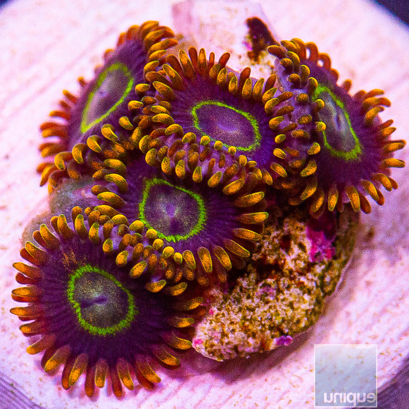 Ultra Zoanthid-WYSIWYG