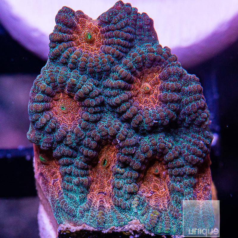 UC Baby's Breath Favia-WYSIWYG