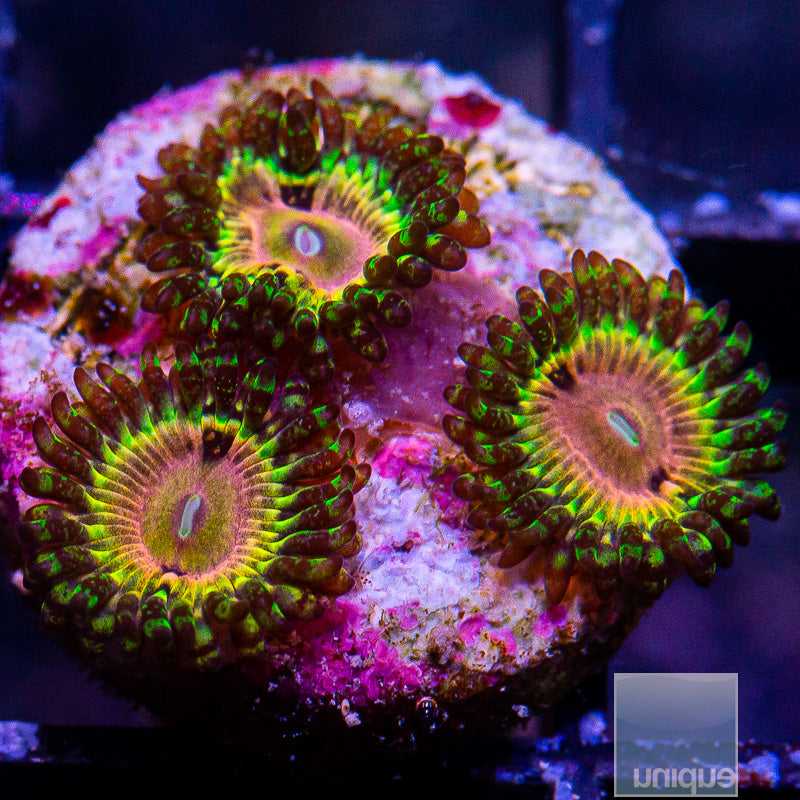 CK Kamikaze Kush/WWC Hungry Eyes Zoanthid-WYSIWYG
