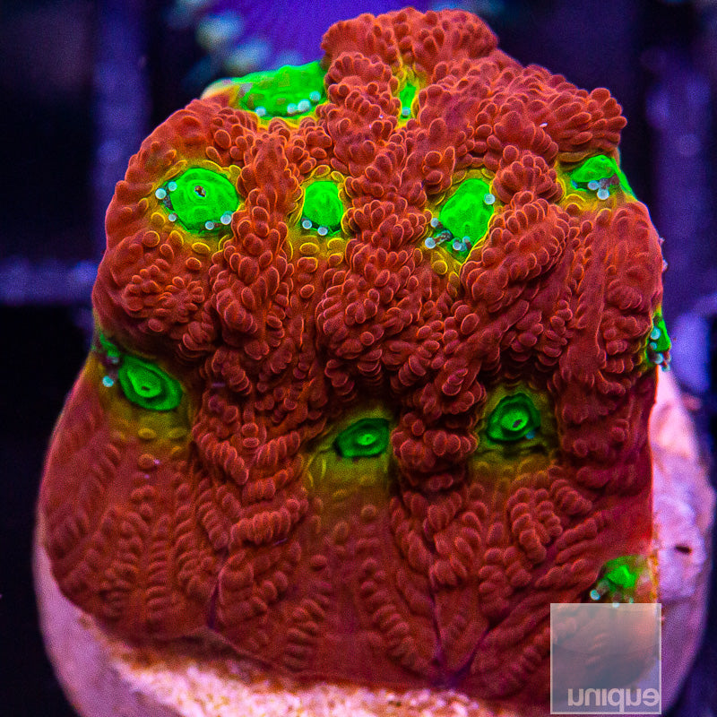 Red and Green Favia-WYSIWYG