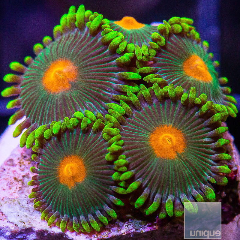 Orange Eye Zoanthid-WYSIWYG