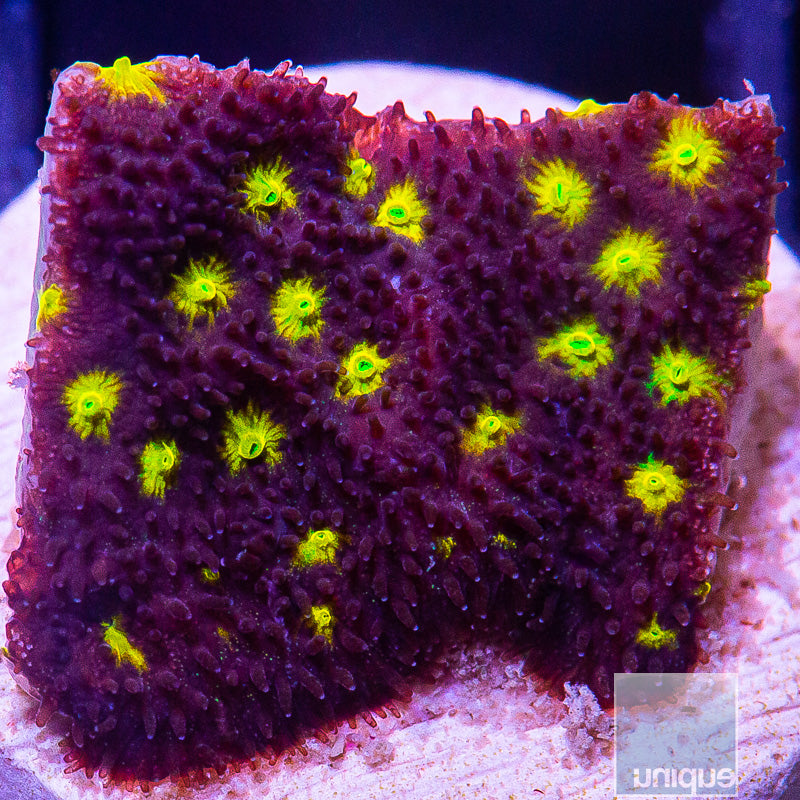 Yellow Eye Psammocora-WYSIWYG