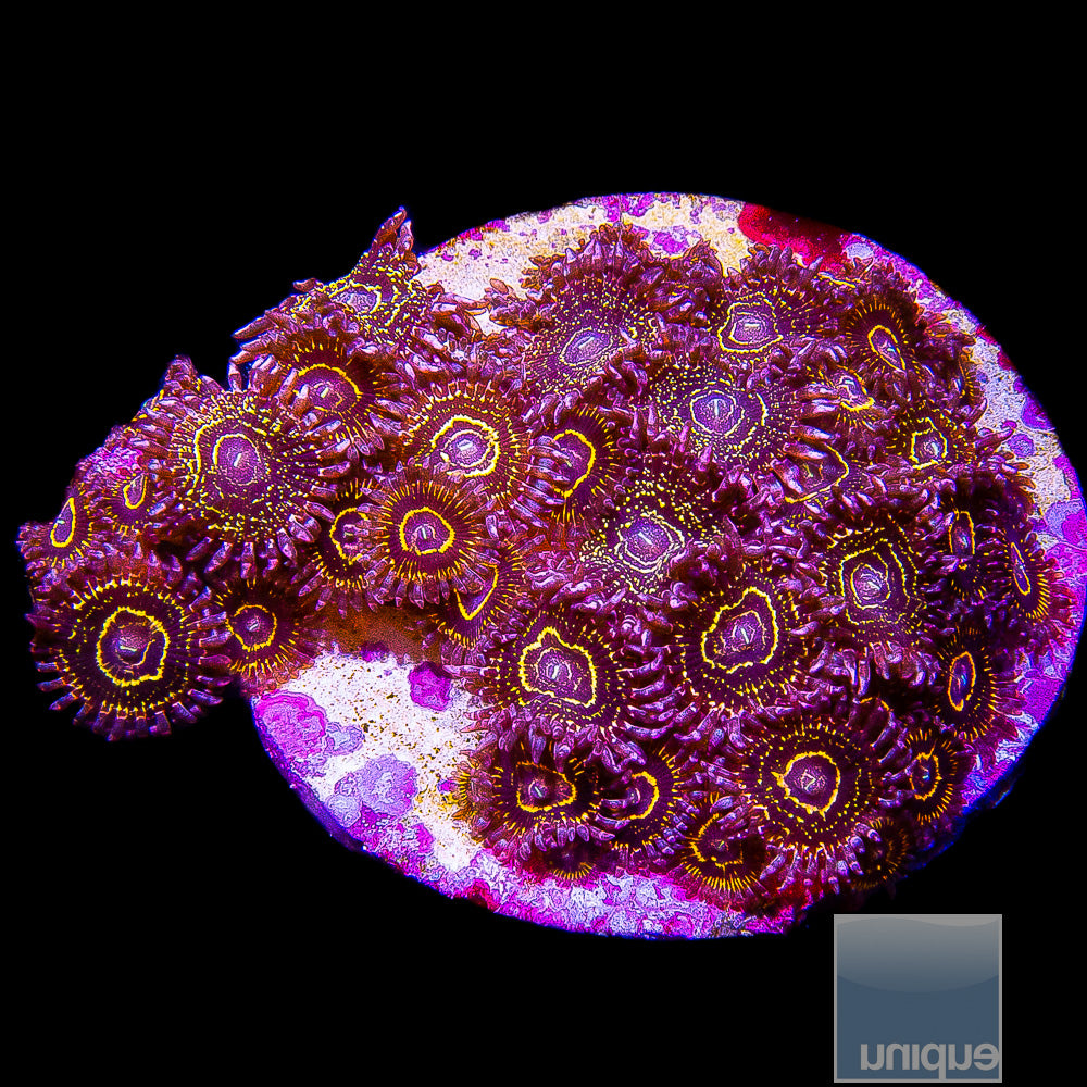 Stratosphere Zoanthid 3 Polyps