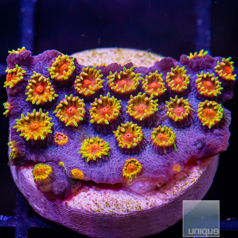 UC Bizarro Cyphastrea