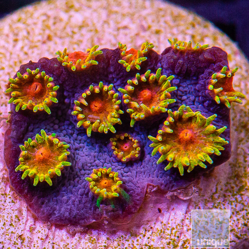 WWC Bizzaro Cyphastrea-WYSIWYG