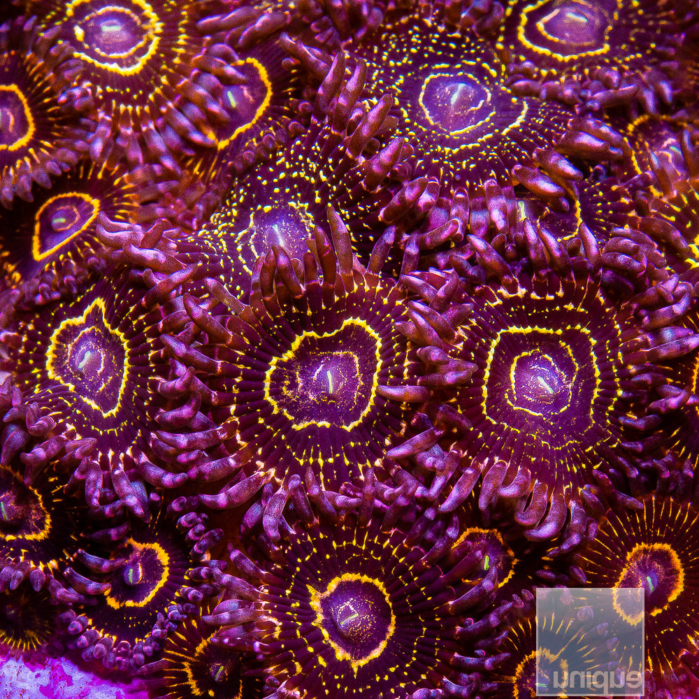 Stratosphere Zoanthid 3 Polyps