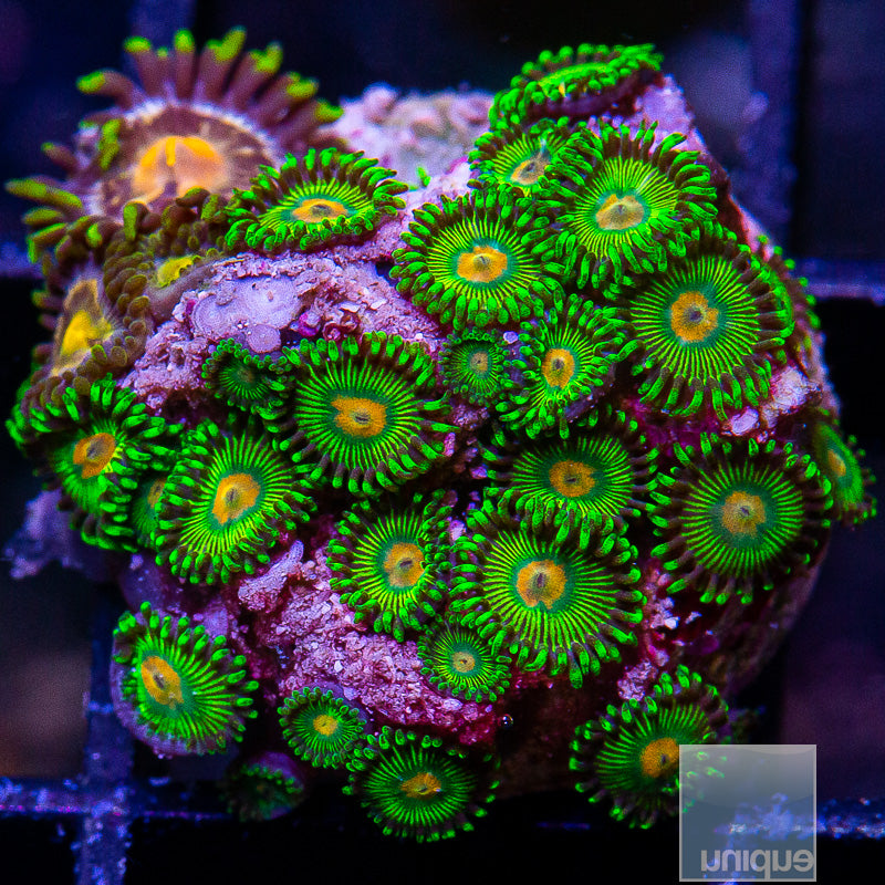 UC Turtle Beach Colony-WYSIWYG