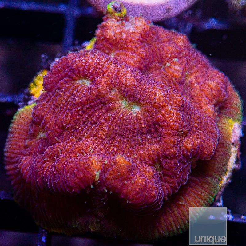 Orange Rim Lithophyllon-WYSIWYG