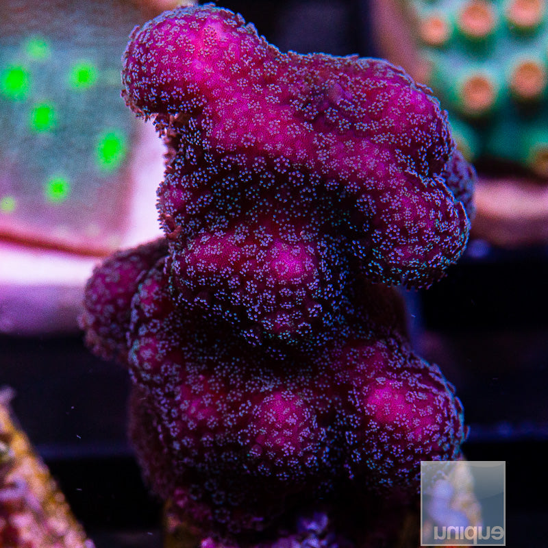 Purple Pocillopora-WYSIWYG