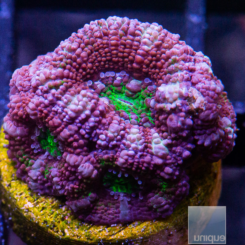 Green Eye Acan Lord-WYSIWYG