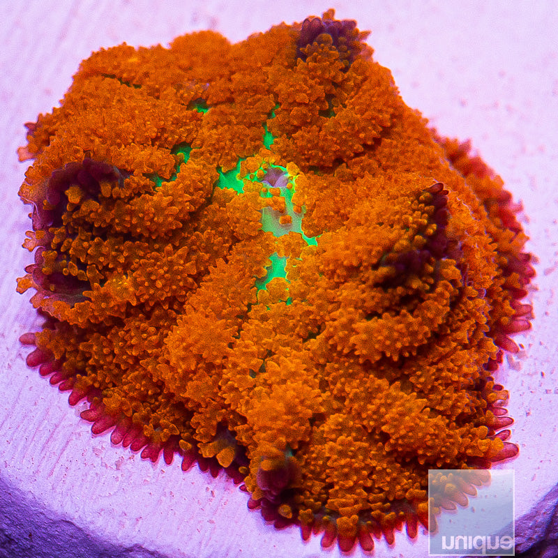 Forest Fire Rhodactis-WYSIWYG