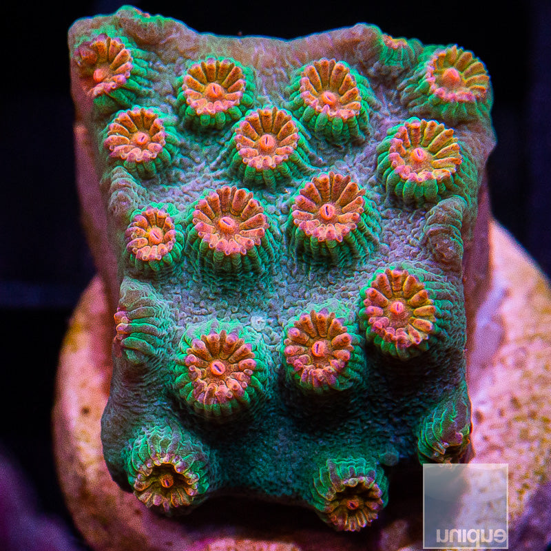 Meteor Shower Cyphastrea-WYSIWYG