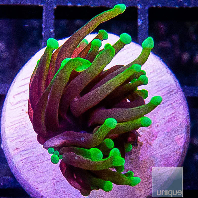 Dragon Soul Torch-WYSIWYG