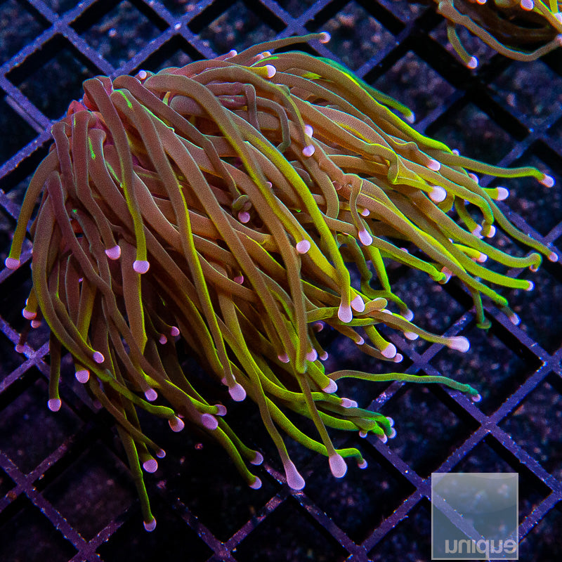 Dragon Tamer Torch-WYSIWYG