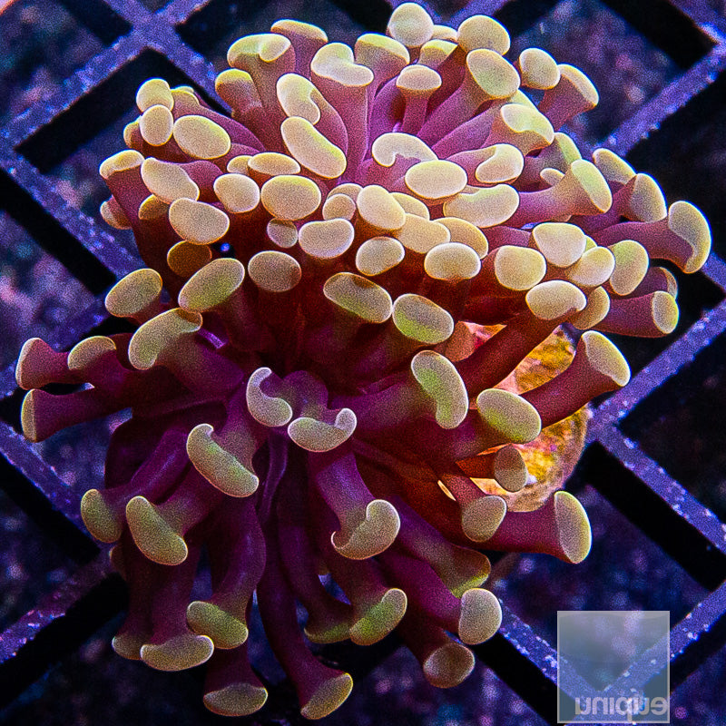 Peach Branching Hammer Double Head-WYSIWYG