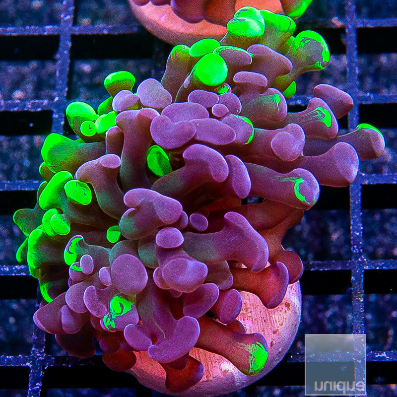 Grafted Neon Branching Hammer-WYSIWYG