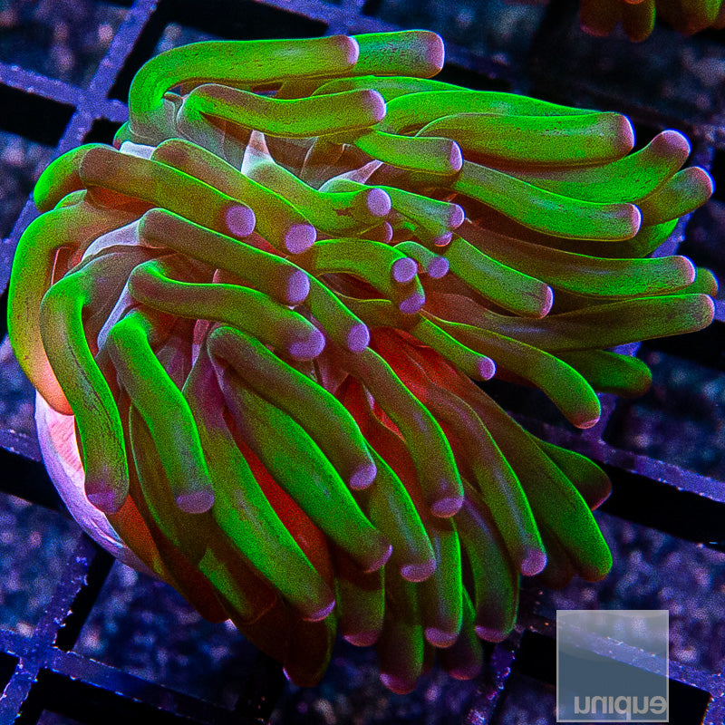 UC Purple Tip Branching Hammer-WYSIWYG