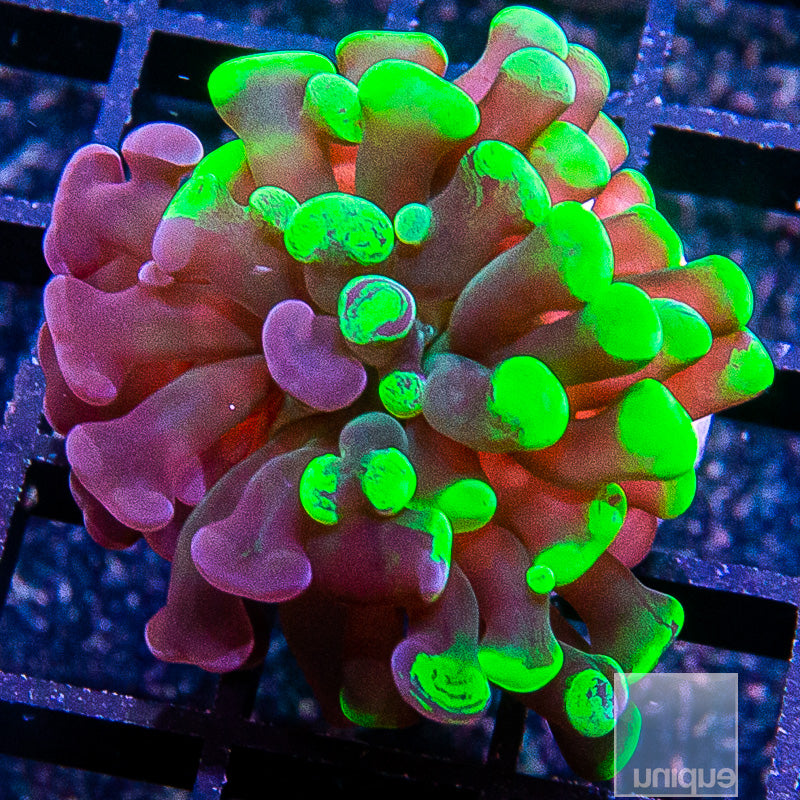 Grafted Neon Branching Hammer-WYSIWYG