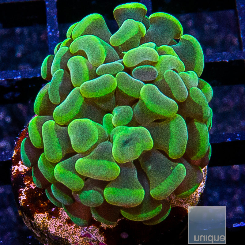 Green Branching Hammer-WYSIWYG